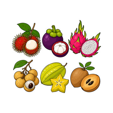 Exotic Tropical Fruits Colorful Vector Set, Rambutan, Mangosteen, Dragon Fruit, Longan, Starfruit and Sapodilla Illustration