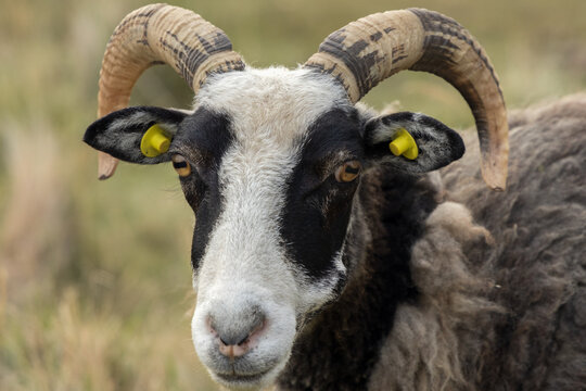 horned Gotland ram portrait with curly grey fleece on a farm.