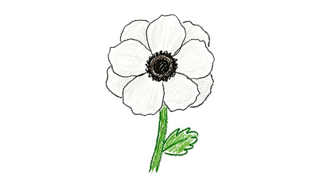 White anemone flower illustration features a dark center and green leaf.