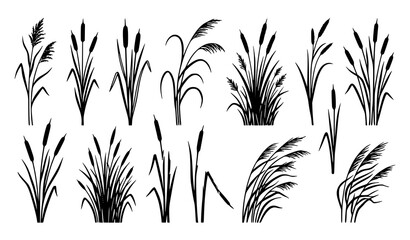 Fototapeta premium Collection of hand drawn grass, reeds and wild meadow foliage in different natural botanical forms