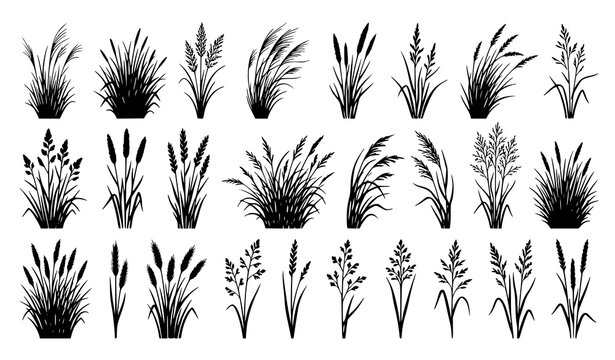 Collection of assorted ornamental grass silhouettes with detailed blades and flowing foliage for natural design