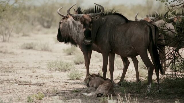 African wildebeest standing in savanna shade, blue wildebeest herd in dry wilderness, wild gnu animals in natural habitat