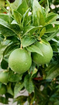 Green citrus fruits growing on tree branches with lush leaves, fresh unripe oranges in tropical garden