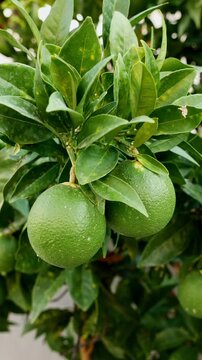 Two green citrus fruits growing on a tree among lush leaves, close up of fresh unripe oranges in a garden.