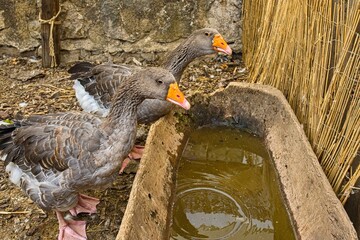 Side view of two gray domestic geese standing next to a rustic carved wooden water trough in a farmyard. Agriculture, poultry breeding, livestock care, and traditional country life concept. © Igor