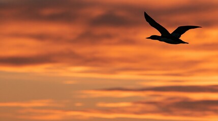 Fototapeta premium Black bird silhouette soaring through dramatic orange and red clouds at dusk