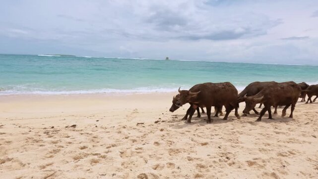 Water Buffalo Herd Walking on Sandy Beach, South Lombok, Indonesia