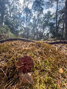 Pine cone resting on mossy forest floor in sunlit pine woodland