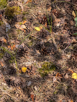 Pine cones and fallen leaves scattered on forest floor with moss and pine needles in Beerse, Belgi&euml;
