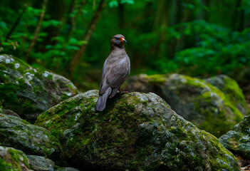 Obraz premium Brown bird with an orange beak perched on a mossy rock in a lush green forest environment, wildlife and nature conservation