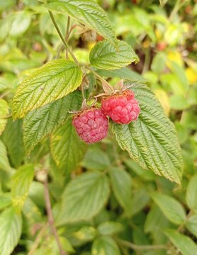 Close up of some delicious Raspberry fruits in July.