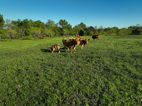 A field of longhorn cattle in Texas