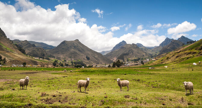 Sheeps grazing in the green hills of Zumbahua, at an altitude of 3.508 meters in the Ecuadorian Andes, in the Pujili Canton of Cotopaxi Province, Ecuador