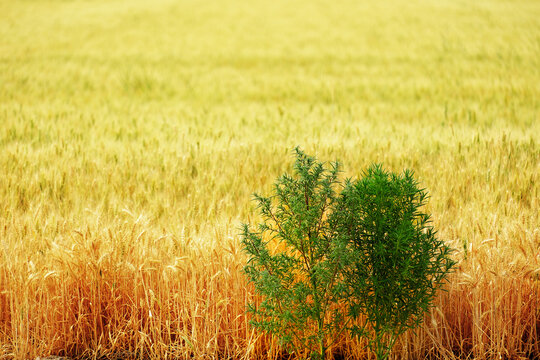 Wheat and Tares or Weeds Together in Crop Field Representing the Symbolism of Bible Teachings