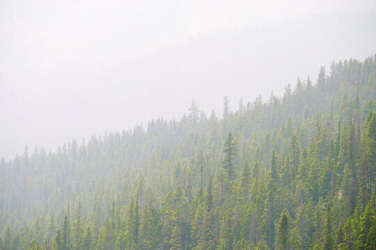 Lush Green Pine Forest or Forrest in the Mountains Natural Beauty and Healthy Environment
