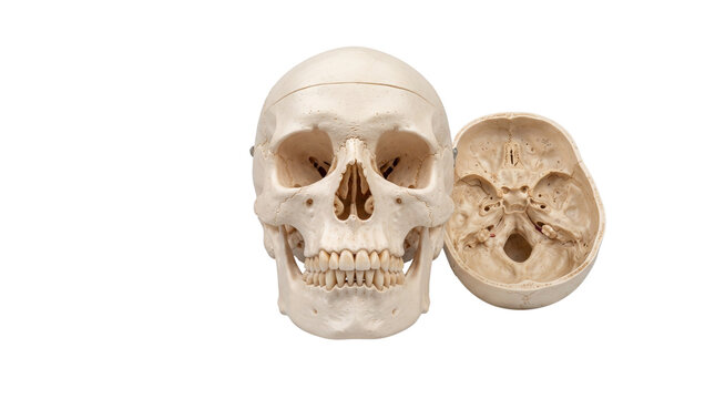 Open anatomical human skull model isolated on transparent background png