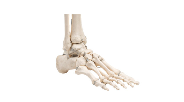 human foot skeleton model isolated on transparent background png