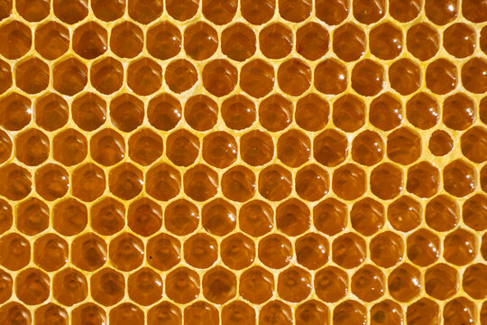 Nectar and honey from sunflower flowers.
It has good healing effects.
