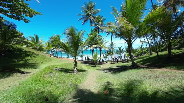 Beautiful tropical beach path lined with lush palm trees leading to a serene ocean view