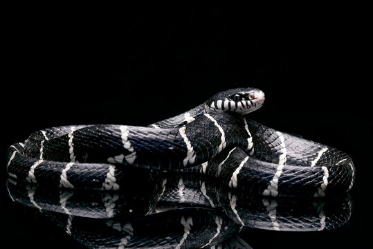 White banded mangrove cat snake on black background