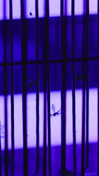 Dead insects covering ultraviolet bug zapper grid, illustrating effective household pest control and sanitation