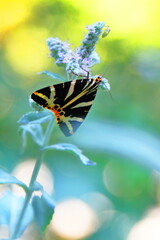 Euplagia quadripunctaria butterfly in the alps © Mrk