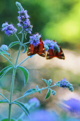 Euplagia quadripunctaria butterfly in the alps © Mrk