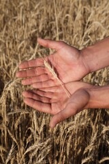 Obraz premium Man holding wheat spike in field, closeup