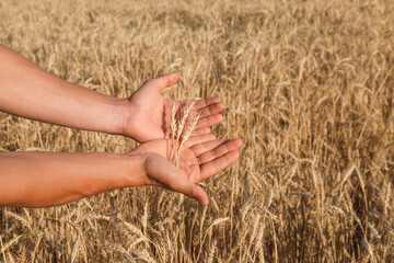 Obraz premium Man holding wheat spikes in field, closeup. Space for text