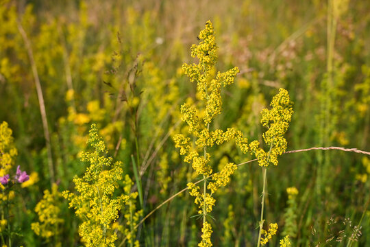 Yellow bedstraw or ladys bedstraw flowers blooming in a green grass field. Wild galium verum flowers growing in a sunny summer meadow.