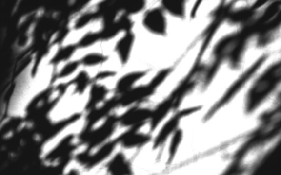 Abstract Leaf Shadow Overlay Effect on White Wall Background for Mockup and Aesthetic Design Presentation