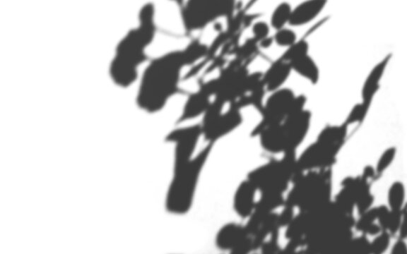 Shadow overlay effect of floral leaves and flowers on a white wall background for design mockup