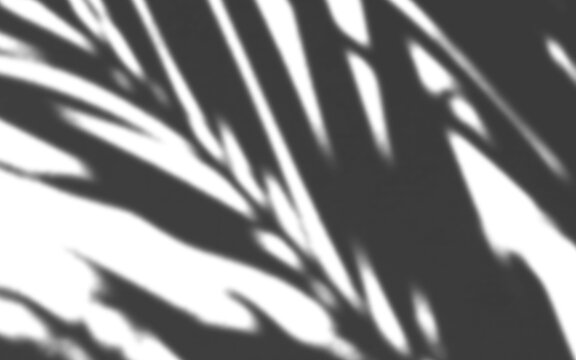 Tropical palm leaf shadow overlay effect on white background for mockup and design presentation