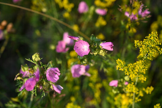 Musk mallow mountain flower blooming in a field.