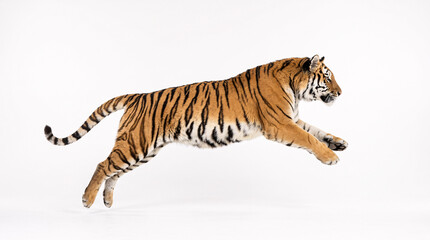 Fototapeta premium Majestic Siberian tiger captured mid-leap against a pristine white background, showcasing its powerful agility and striking striped coat.