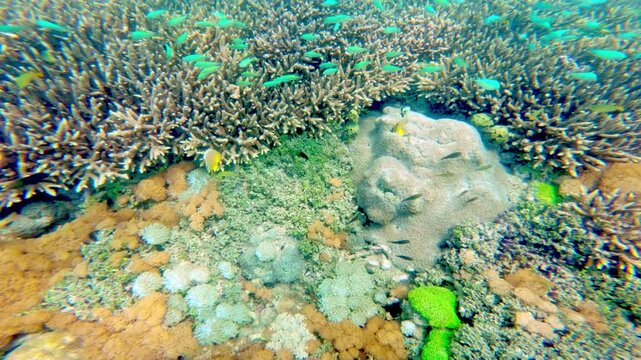Tropical Staghorn Coral Reef with Green Chromis Fish Underwater