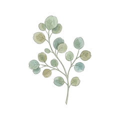 Obraz premium Watercolor Branch with Rounded Blue Green Leaves