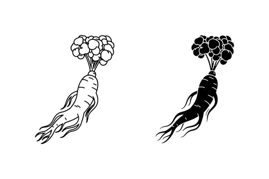 Ginseng Root Vector Icons: Black and White Herbal Medicine Illustrations for Health and Wellness