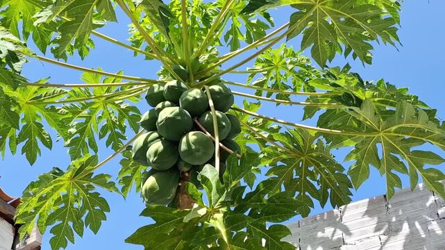 Green Papayas Growing on Tree Under Clear Blue Sky