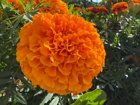 Orange and red marigold flowers blooming in a sunny garden with green buds