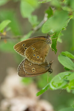 copulating brown forest butterfly (aphantopus hyperantus), found in Steigerwald in Bavaria, Germany