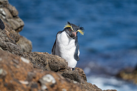 Northern rockhopper penguin (Eudyptes moseleyi) on Nightingale Island, in the South Atlantic Ocean
