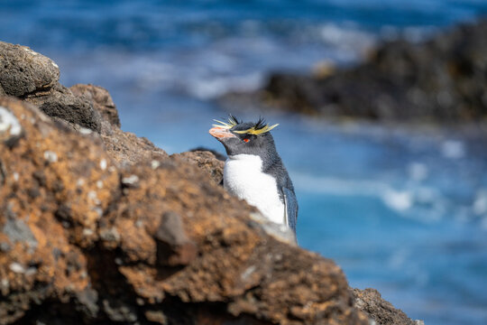 Northern rockhopper penguin (Eudyptes moseleyi) on Nightingale Island, in the South Atlantic Ocean