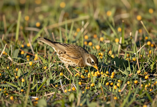 Olive backed pipit bird foraging for food on the ground among green grass and yellow berries in natural habitat, the birds natural habitat provides a rich environment for its feeding behavior
