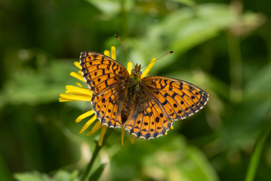 lesser marbled fritillary (brenthis ino), found in Steigerwald in Bavaria, Germany