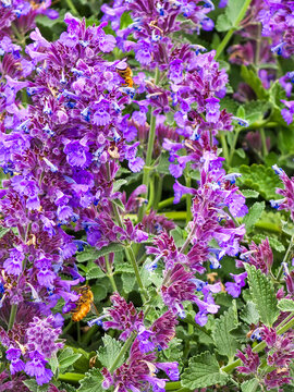 Honey bees on purple flowers