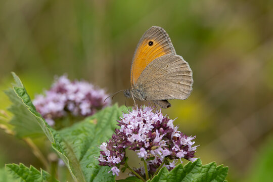 male meadow brown (maniola jurtina) perching on oregano (origanum vulgare), found in Steigerwald in Bavaria, Germany
