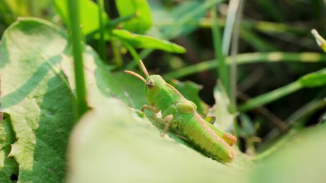 Small Green Grasshopper Resting on Green Leaf Macro Video