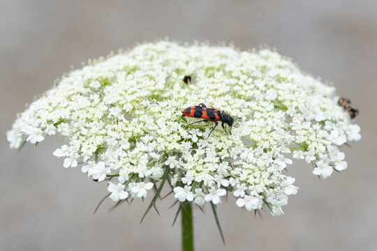 soldier beetle or checkered beetle (Trichodes alvearius) perching on a white Umbellifer, found in Steigerwald in Bavaria, Germany