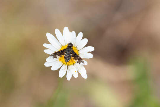Exoprosopa pandora is a Diptera fly perching on a marguerite or ox-eye daisy (Leucanthemum vulgare), found in Steigerwald in Bavaria, Germany